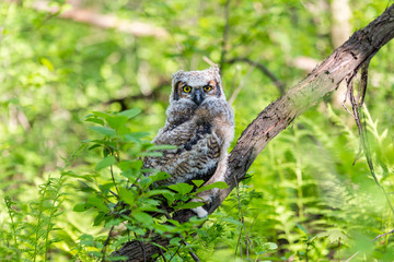 Great horned owlet deep in a boreal forest Quebec, Canada.