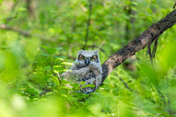 Great horned owlet deep in a boreal forest Quebec, Canada.