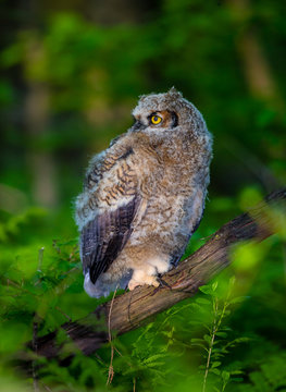 Great horned owlet deep in a boreal forest Quebec, Canada.