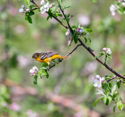 Baltimore oriole foraging and feeding in an orchard filled with apple blossom, Quebec, Canada.