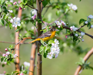 Baltimore oriole foraging and feeding in an orchard filled with apple blossom, Quebec, Canada.