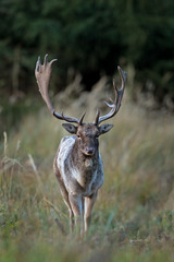  fallow deer, dama dama