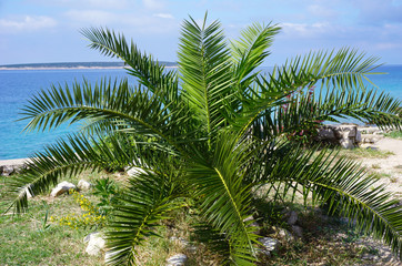 Arecaceae palm on the Adriatic sea coast in Croatian Island of Pag