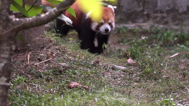 Slow motion, Closeup of red panda walking in woodland habitats. Beautiful Lesser panda running through rain forest trees. Wild Ailurus fulgens. Nature wildlife of Red bear-cat. Red cat-bear-Dan