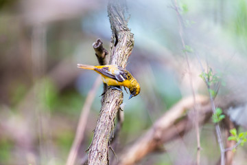 Baltimore oriole foraging and feeding in an orchard filled with apple blossom, Quebec, Canada.