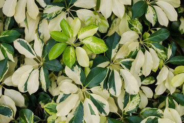 tropical green leaf for texture background