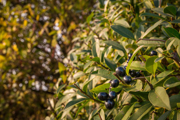 Nahaufnahme einer bunten Blume