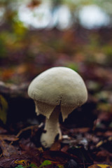 Huge white bulbous mushroom alone in a forest