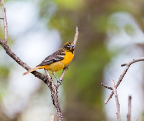 Baltimore oriole foraging and feeding in an orchard filled with apple blossom, Quebec, Canada.