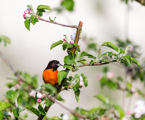 Baltimore oriole feeding in an orchard, Quebec, Canada.