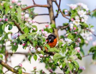 Baltimore oriole feeding in an orchard, Quebec, Canada.