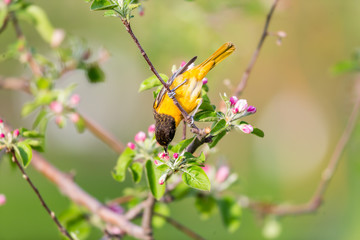 Baltimore oriole feeding in an orchard, Quebec, Canada.