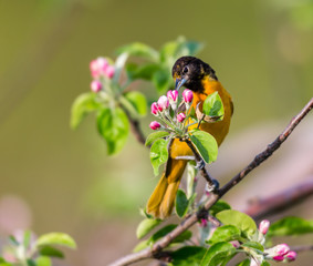 Baltimore oriole feeding in an orchard, Quebec, Canada.