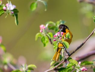 Baltimore oriole feeding in an orchard, Quebec, Canada.