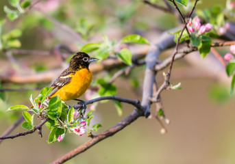 Baltimore oriole feeding in an orchard, Quebec, Canada.