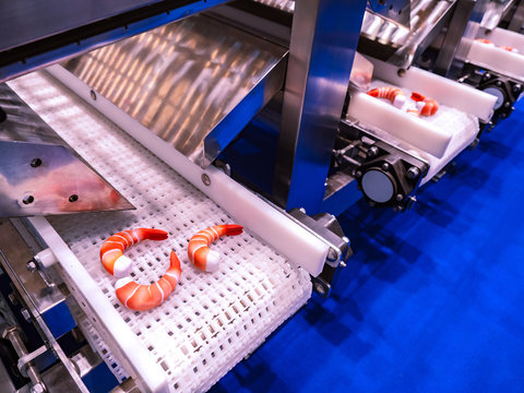 Shrimp processing. Food production. Conveyor line for shrimp processing.