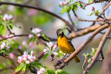 Baltimore oriole feeding in an orchard, Quebec, Canada.