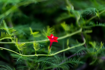 緑の生垣の赤い花