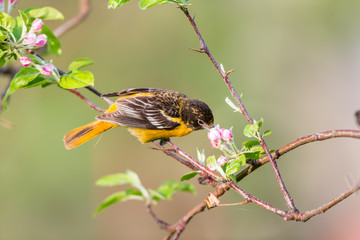 Baltimore oriole feeding in an orchard, Quebec, Canada.