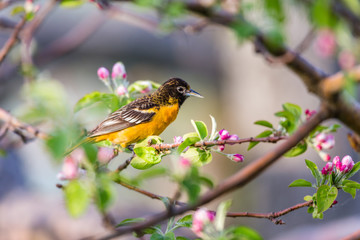 Baltimore oriole feeding in an orchard, Quebec, Canada.