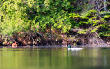Male common merganser swimming in a lake in north Quebec, Canada.