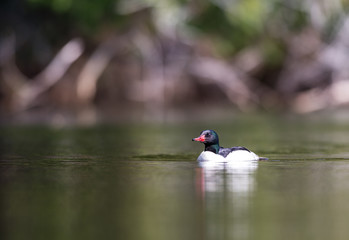 Common merganser male swimming in a lake in north Quebec Canada.
