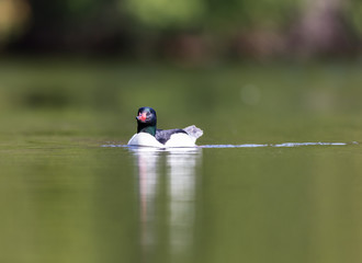 Common merganser male swimming in a lake in north Quebec Canada.