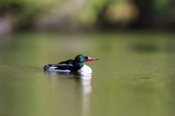 Common merganser male swimming in a lake in north Quebec Canada.