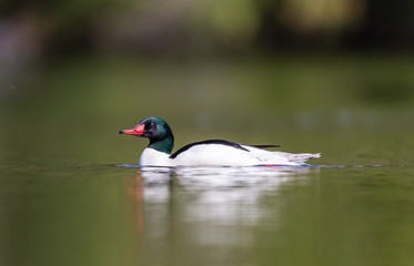 Fototapeta premium Common merganser male swimming in a lake in north Quebec Canada.