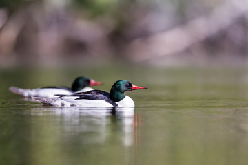 Common merganser male swimming in a lake in north Quebec Canada.