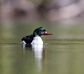 Common merganser male swimming in a lake in north Quebec Canada.