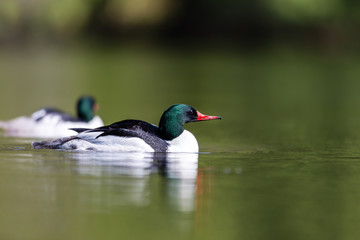 Common merganser male swimming in a lake in north Quebec Canada.