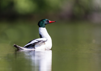 Common merganser male swimming in a lake in north Quebec Canada.