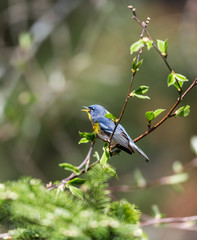 A small warbler of the upper canopy, the Northern Parula can be found in boreal forests of Quebec. It nests in Canada in June and July and after returns south to spend the winter.