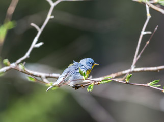 A small warbler of the upper canopy, the Northern Parula can be found in boreal forests of Quebec. It nests in Canada in June and July and after returns south to spend the winter.
