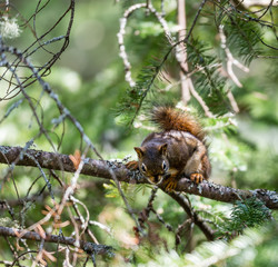 Red squirrel in a boreal forest Quebec, Canada.