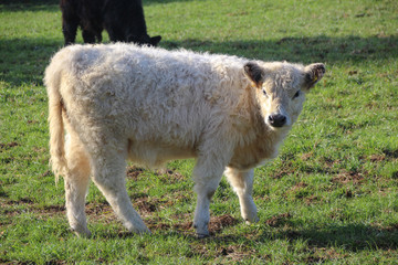 young galloway in autumn sun