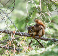 Naklejka na ściany i meble Red squirrel in a boreal forest Quebec, Canada.