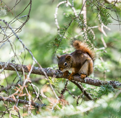 Red squirrel in a boreal forest Quebec, Canada.