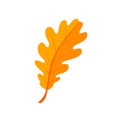 Oak leaf. Autumn vector object isolated on white