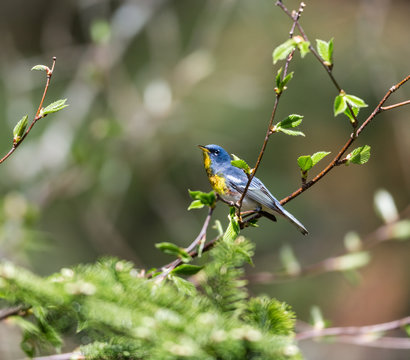 A small warbler of the upper canopy, the Northern Parula can be found in boreal forests of Quebec. It nests in Canada in June and July and after returns south to spend the winter.