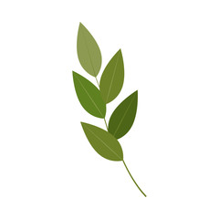 Laurel leaf. Autumn vector object isolated on white