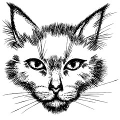 Hand drawn ink vector illustration. Cat's face isolated on white background.