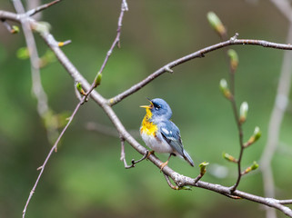 A small warbler of the upper canopy, the Northern Parula can be found in boreal forests of Quebec. It nests in Canada in June and July and after returns south to spend the winter.