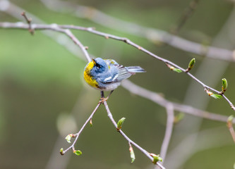 Obraz premium A small warbler of the upper canopy, the Northern Parula can be found in boreal forests of Quebec. It nests in Canada in June and July and after returns south to spend the winter.