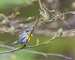 A small warbler of the upper canopy, the Northern Parula can be found in boreal forests of Quebec. It nests in Canada in June and July and after returns south to spend the winter.