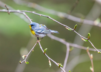 A small warbler of the upper canopy, the Northern Parula can be found in boreal forests of Quebec. It nests in Canada in June and July and after returns south to spend the winter.