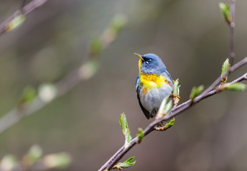 A small warbler of the upper canopy, the Northern Parula can be found in boreal forests of Quebec. It nests in Canada in June and July and after returns south to spend the winter.