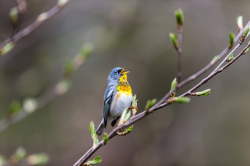 A small warbler of the upper canopy, the Northern Parula can be found in boreal forests of Quebec. It nests in Canada in June and July and after returns south to spend the winter.