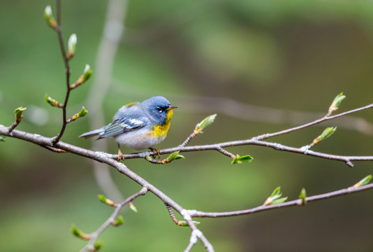 A small warbler of the upper canopy, the Northern Parula can be found in boreal forests of Quebec. It nests in Canada in June and July and after returns south to spend the winter.